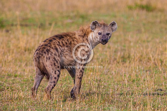 Spotted Hyena