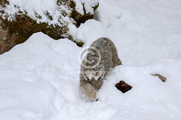 Canada Lynx Canada Lynx