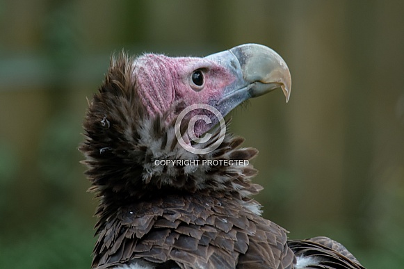 Palm-nut vulture Portrait