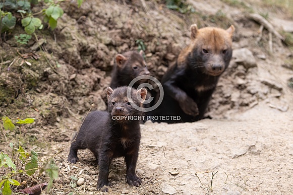 Bush Dogs