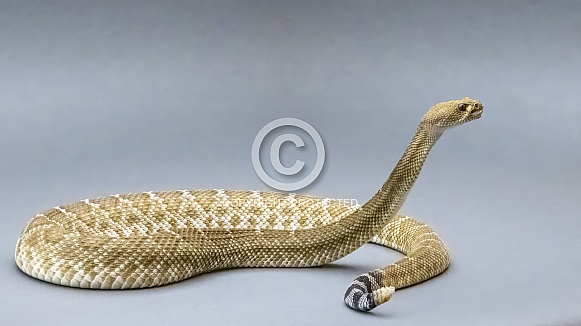 Red Diamondback Rattlesnake