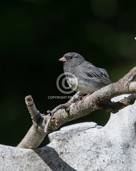Male Dark-eyed Junco Male Dark-eyed Junco
