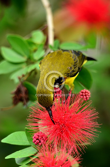 Olive-Back Sunbird