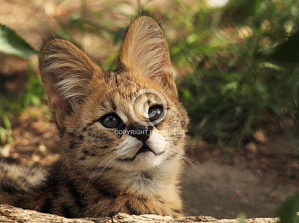 Serval kitten Serval kitten