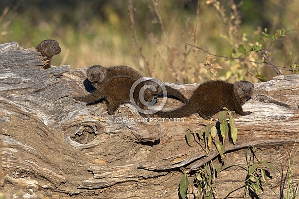 Dwarf Mongoose - Botswana