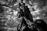 Friesian Horse--Dark Knight