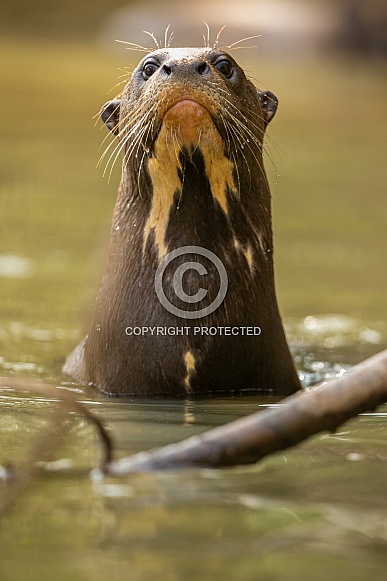 Giant river otter in the nature habitat