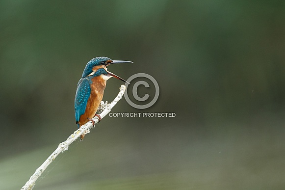 Kingfisher