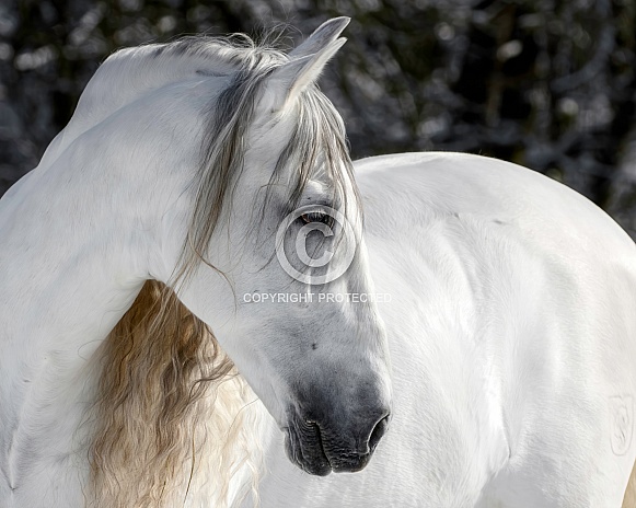 Andalusian Horse Andalusian Horse