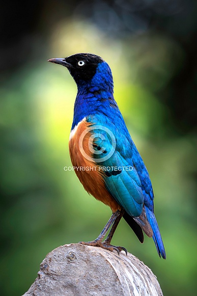 Superb Starling