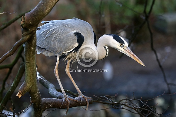 Grey Heron (Ardea Cinerea) Grey Heron (Ardea Cinerea)