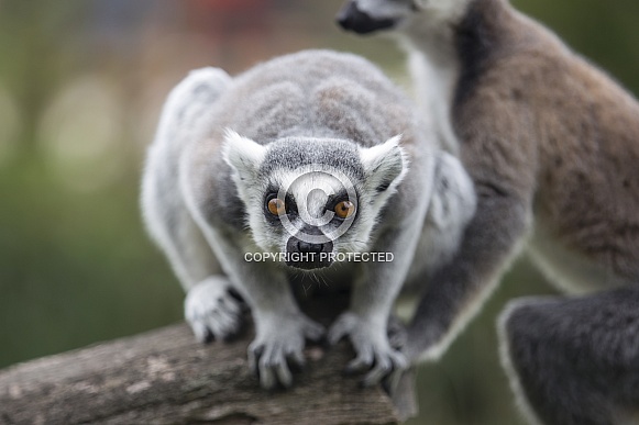 Ring-Tailed Lemur