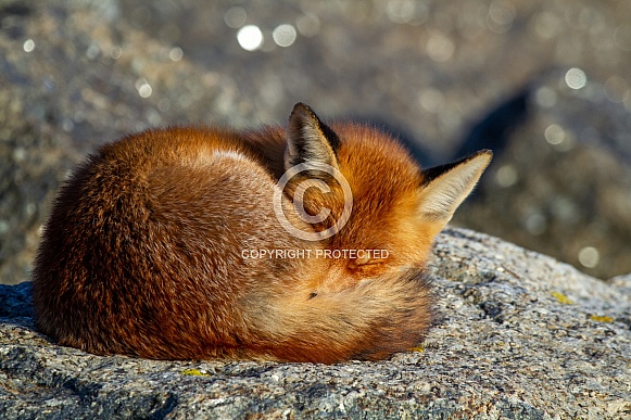A fox on a rock A fox on a rock