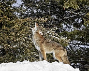 Coyote-Coyote Howl