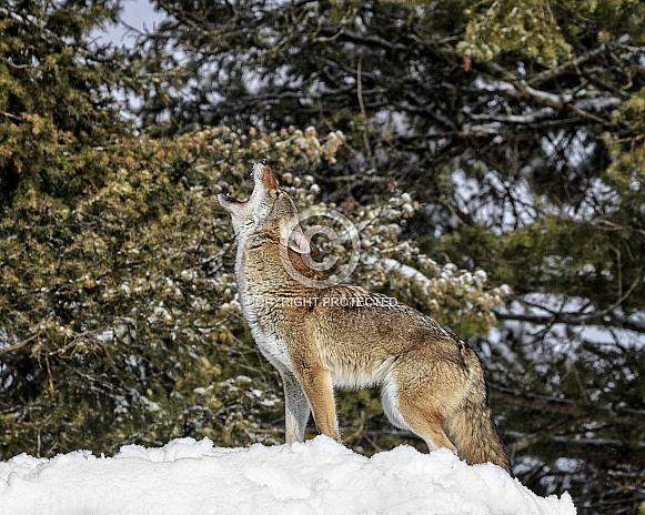 Coyote-Coyote Howl