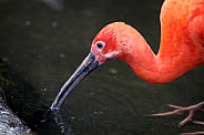 Red Ibis