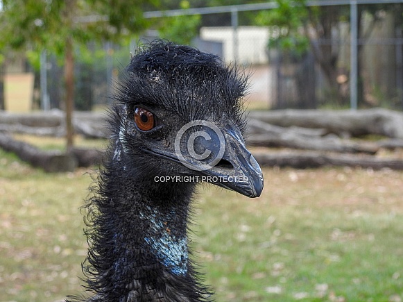 Emu