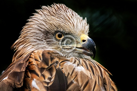 Black Kite Close Up