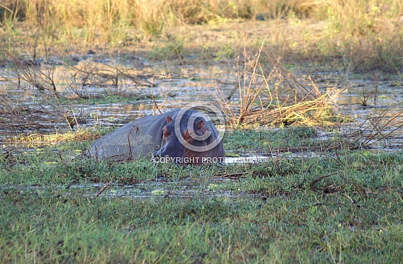Hippo