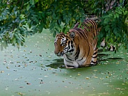Siberian Tiger