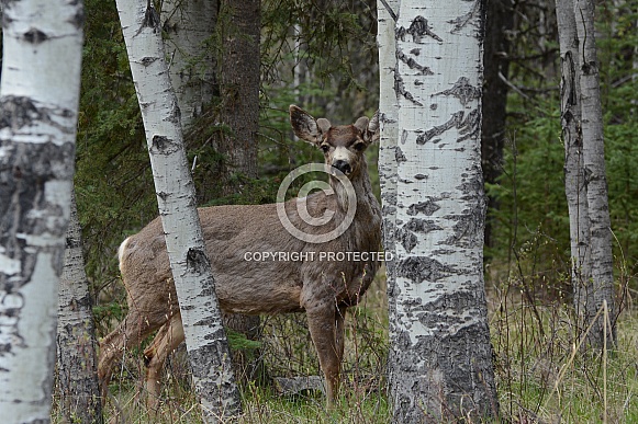 Mule Deer in the wilderness of BC Canada Mule Deer in the wilderness of BC Canada