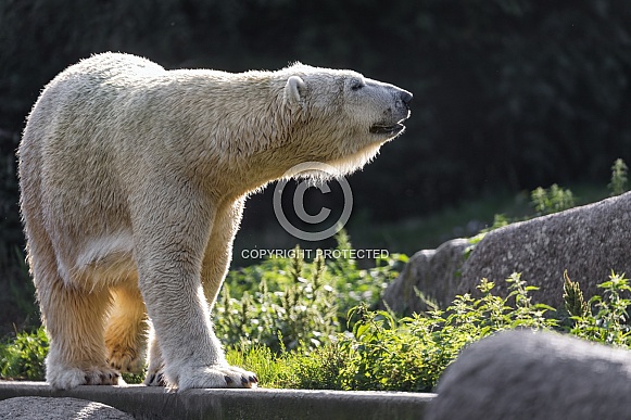 Polar bear
