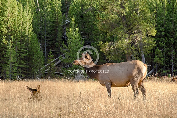 Elk Elk