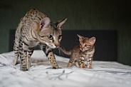 Savannah Cat