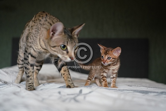 Savannah Cat