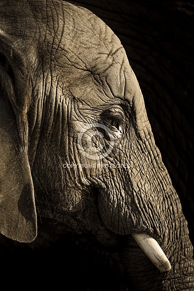 African Elephant calf