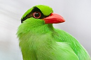 Javan Green Magpie