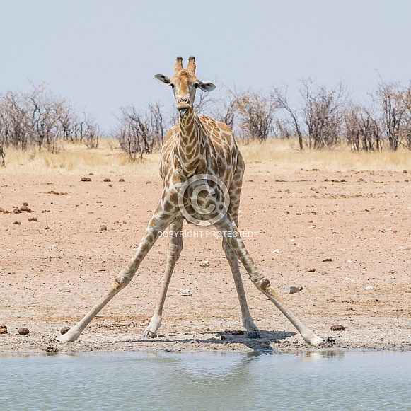 Giraffe Drinking