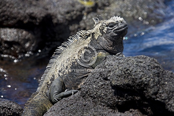Marine Iguana - Galapagos Islands - Ecuador Marine Iguana - Galapagos Islands - Ecuador