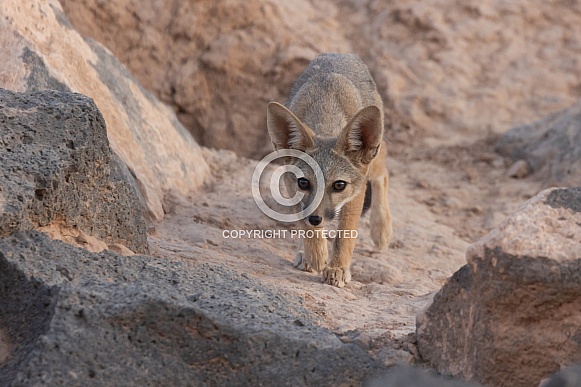 Kit Fox, Vulpes macrotis