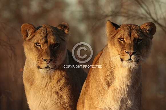 African lion sisters