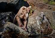 Bear on the rocks looking for fish