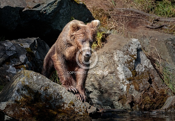 Bear on the rocks looking for fish