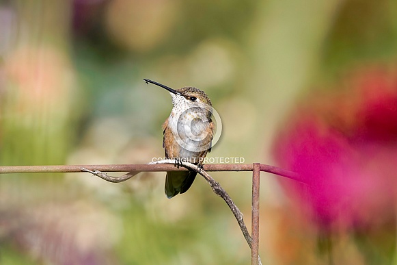 Hummingbirds--Rufous