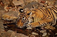 Beautiful tiger in the nature habitat. Tiger pose in amazing light. Wildlife scene with wild animal. Indian wildlife. Indian tiger. Panthera tigris tigris.