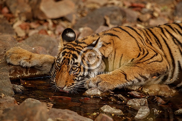 Beautiful tiger in the nature habitat. Tiger pose in amazing light. Wildlife scene with wild animal. Indian wildlife. Indian tiger. Panthera tigris tigris.