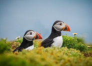 Puffin