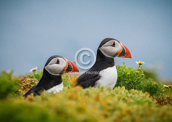 Puffin