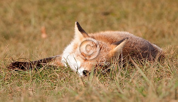Red fox Red fox