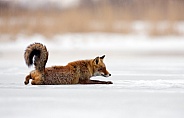 Red fox in Nature