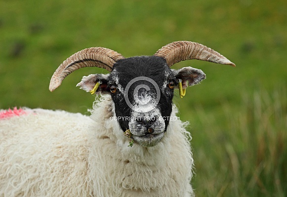 Scottish Blackface