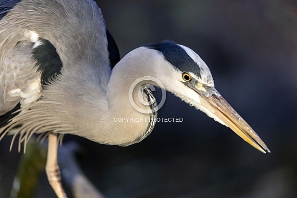 Grey Heron