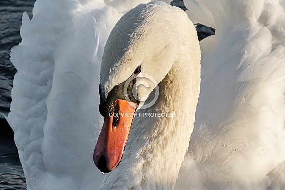 Swan Close up
