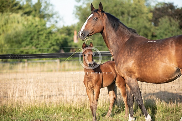 Bay Mare and filly Foal