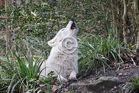 Hudson Bay wolf (Canis lupus hudsonicus)