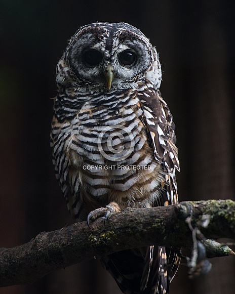 Rufous Legged Owl